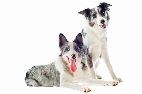 Border collies Stock-Fotos