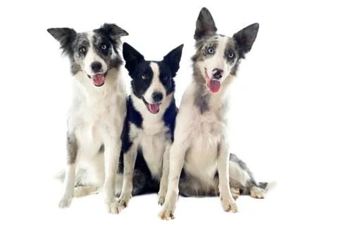 Border collies Stock Photos