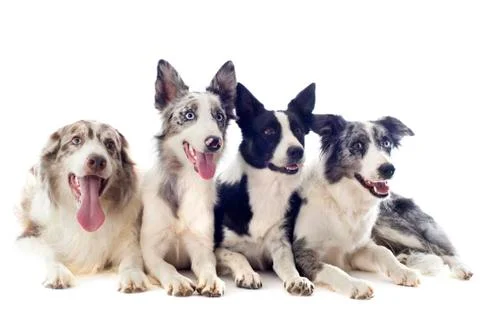 Border collies Stock Photos