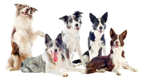Border collies Stock Photos