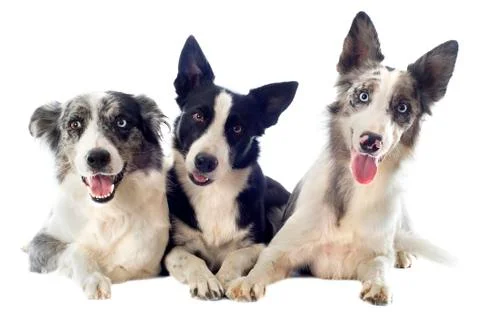 Border collies Stock Photos