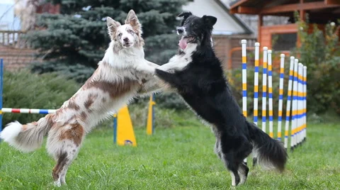 Border collies showing pair dance Stock Footage 68799485