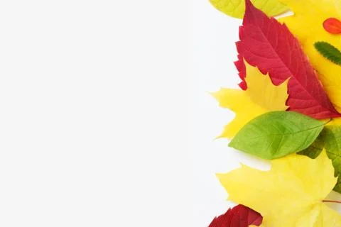 Border of colored falling maple leafs with copy space on white background Stock Photos