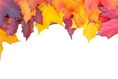 Border of colored maple leaves isolated on white background. Autumn layout fo Stock Photos