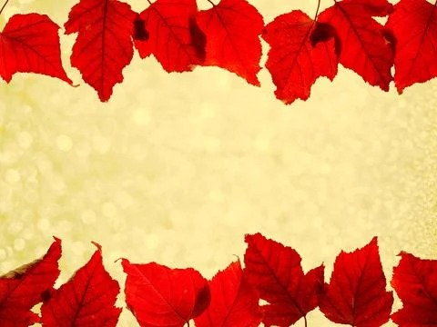 Border composition of red colored autumn maple leaves falling on yellow bokeh Stock Photos