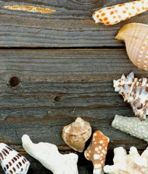 Border of Conch Sea Shell 스톡 사진