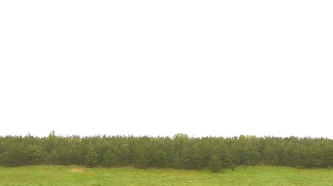 Border of coniferous forest. Stock Footage 63278806