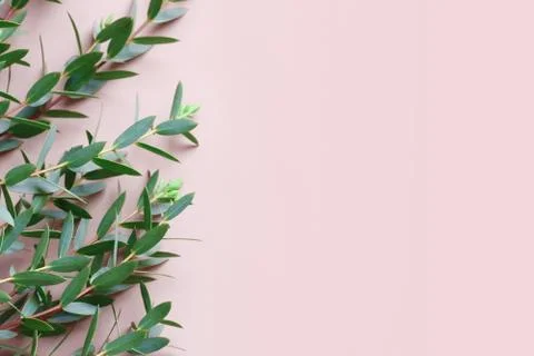 Border with Copyspace on Pink for Advertisement Foto stock