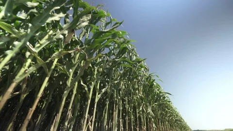 Border of corn field Stock-Footage 123782778