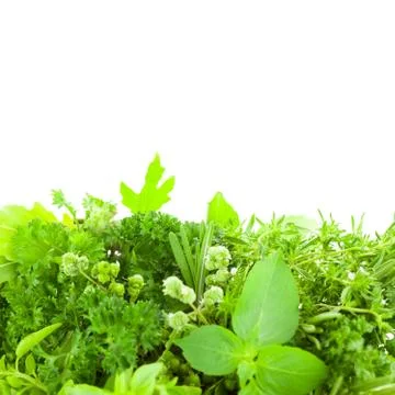 Border of different  fresh spice herbs  isolated Stock-Fotos
