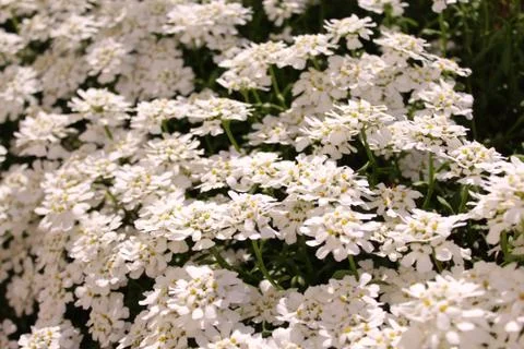 A border of flowers in the spring Stock Photos