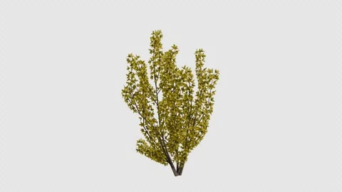 Border Forsythia blowing in the wind Loop Animation. Alpha Channel Stock Footage 307087012