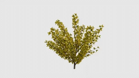 Border Forsythia blowing in the wind Loop Animation. Alpha Channel Stock Footage 307087078