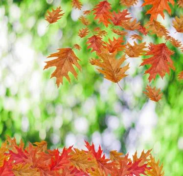 Border Frame of colored falling maple leafs with copy space on green bokeh Stock Photos