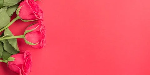 Border frame made with flowers on colored background Stock Photos
