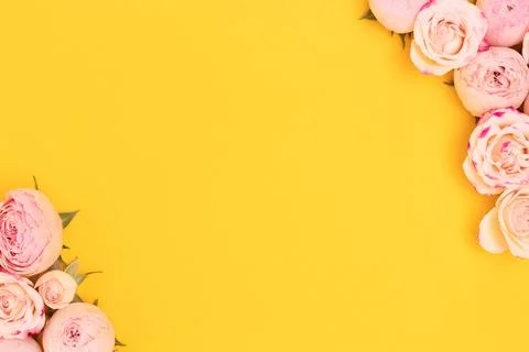 Border frame made of pink rose flowers on a yellow background. Stock Photos