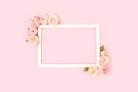 Border frame made of rose flowers on a pink background. Stock Photos