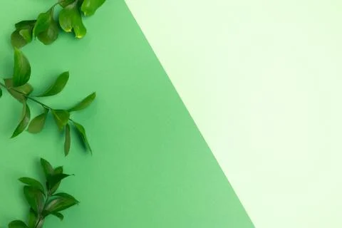 Border frame made of ruscus branches. Stock Photos