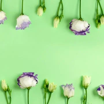 Border frame made from violet eustoma flowers. Stock Photos