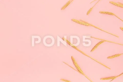 Border frame made of wheat spikelets on a pink pastel background. Stock Photos