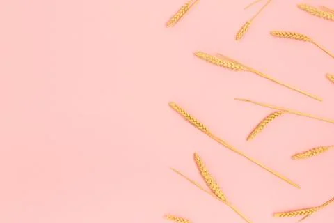 Border frame made of wheat spikelets on a pink pastel background. Stock Photos