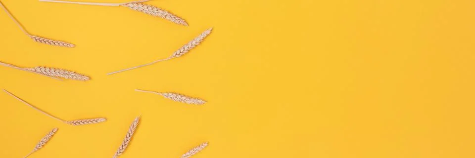Border frame made of wheat spikelets pattern on a yellow background. Stock Photos
