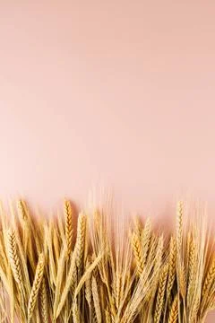 Border frame made of wheat spikelets on a pink pastel background. Top view Foto stock