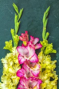 Border frame made of yellow and pink gladiolus on green concrete background.  Stock Photos