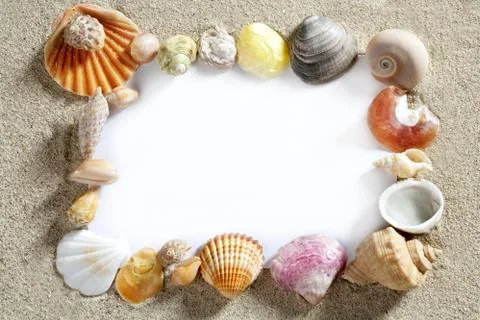 Border frame summer beach shell blank copy space 스톡 사진