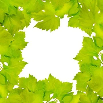 Border of fresh grape leaves Stock Photos