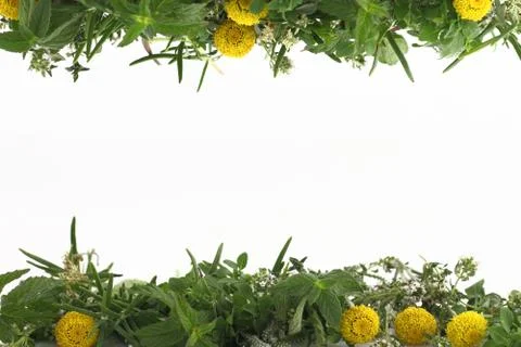 Border of fresh herbs on white background Stock Photos