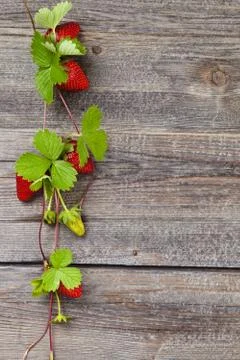 Border of fresh strawberries. Stock Photos