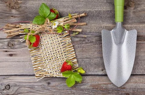 Border of fresh strawberries. Stock Photos