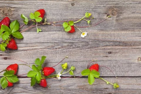 Border of fresh strawberries. Stock Photos