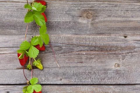 Border of fresh strawberries. Stock Photos