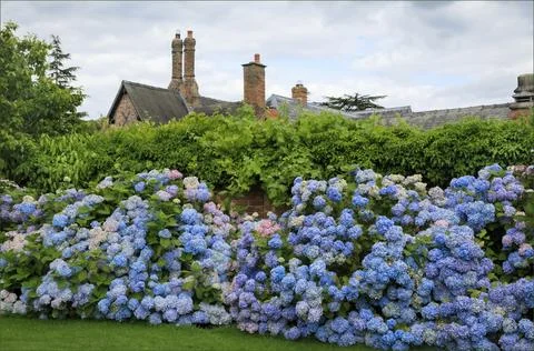 Border of a garden with a Hydrangea hedge Foto stock