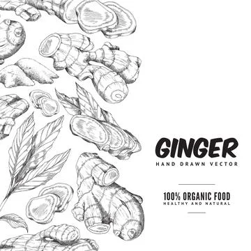 Border ginger set with root, slice pieces, powder and leaves in sketch style. Stock Illustration