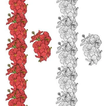 Border of hibiscus flowers in vector Stock Illustration