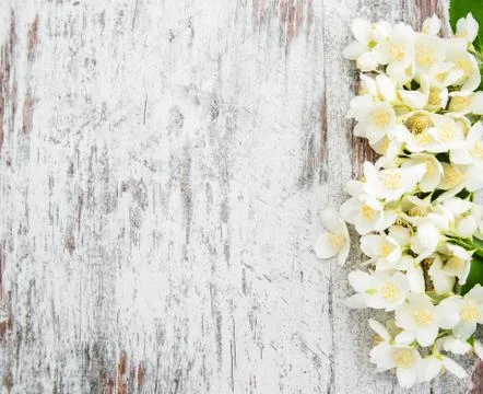 Border with jasmine flowers Stock Photos