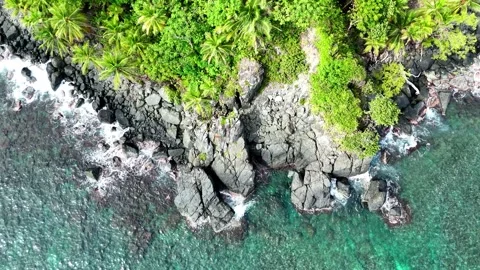 The border of the Jungle Vídeos de archivo 302228248