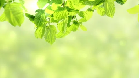 Border of leaves in the wind with sunbeam and bokeh light animation Stock Footage 273485748