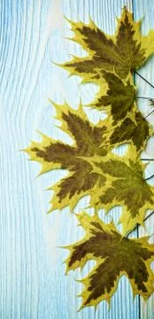 Border of Maple Leafs Stock Photos