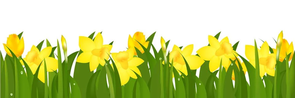 Border from narcissuses Stock Illustration