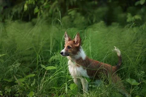 Border Pap exploring forest grass Stock Photos