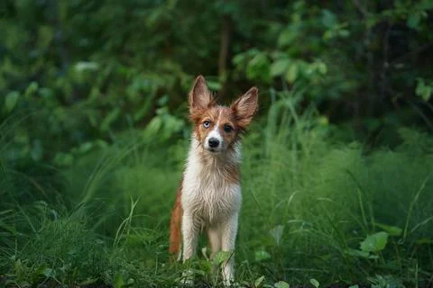 Border Pap sitting in dense greenery Foto stock