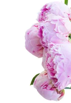 Border of pink peonies Stock Photos