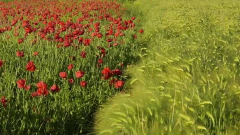 The border of the poppy and wheat fields Stock Footage 131454544