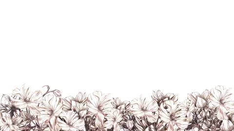 Border ranunculus monochrome isolated on white background. Watercolor hand drawn Stock Illustration