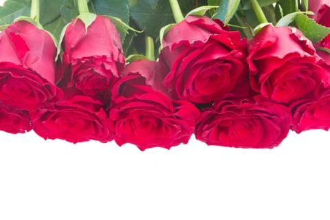 Border of red roses 스톡 사진