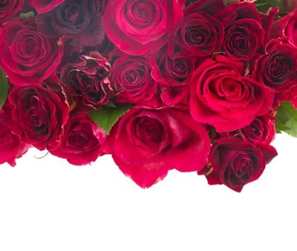 Border of red roses 스톡 사진